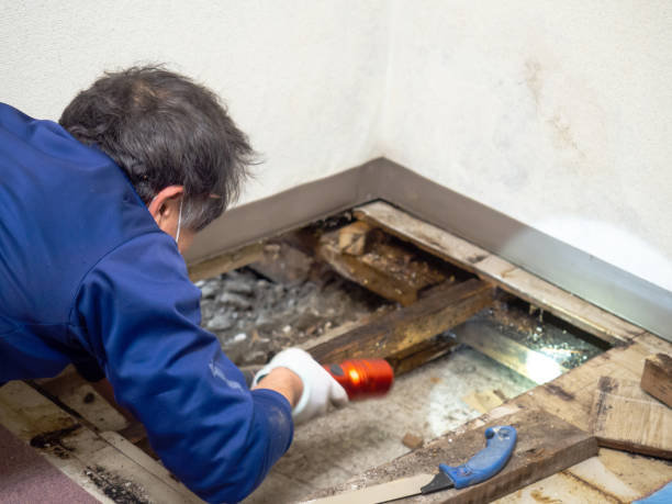 Best HVAC Mold Remediation in Groesbeck, TX