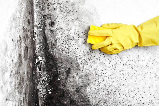 Best Residential Mold Remediation in Groesbeck, TX