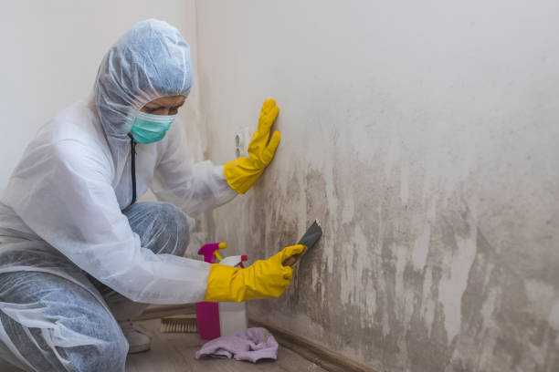 Trusted Groesbeck, TX Mold Remediation Experts
