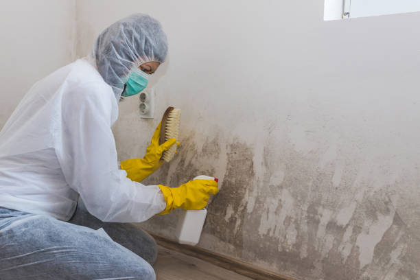 Best Residential Mold Remediation in Groesbeck, TX