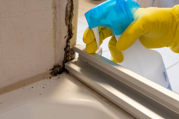 Best Emergency Mold Remediation in Groesbeck, TX