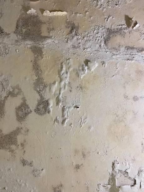 Best Mold Testing and Inspection Services in Groesbeck, TX