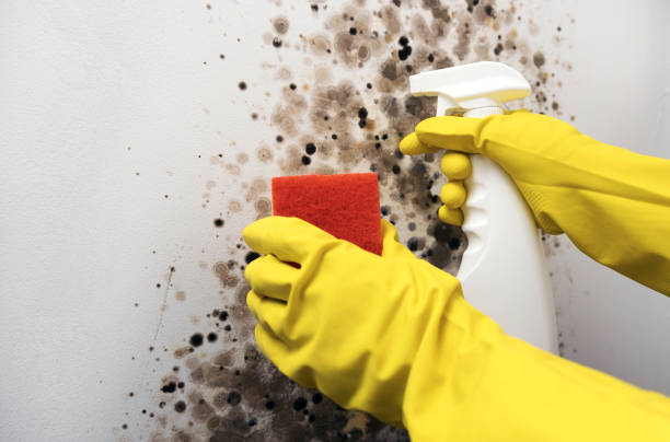 Best Attic Mold Remediation in Groesbeck, TX