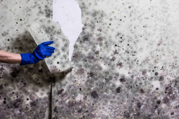 Best White Mold Remediation in Groesbeck, TX